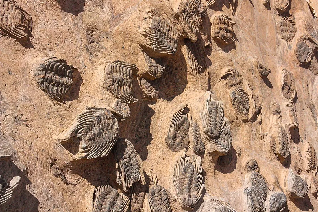 a paleontologist excavating fossils in a desert
