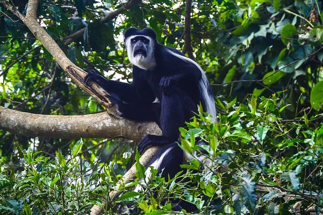 a black colobus monkey with orange lips in a rainforest