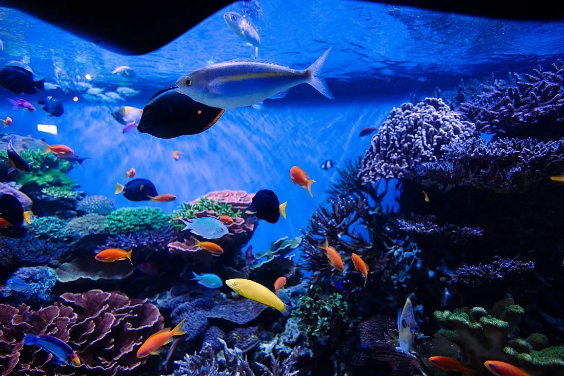 a mesophotic coral reef with tropical fish