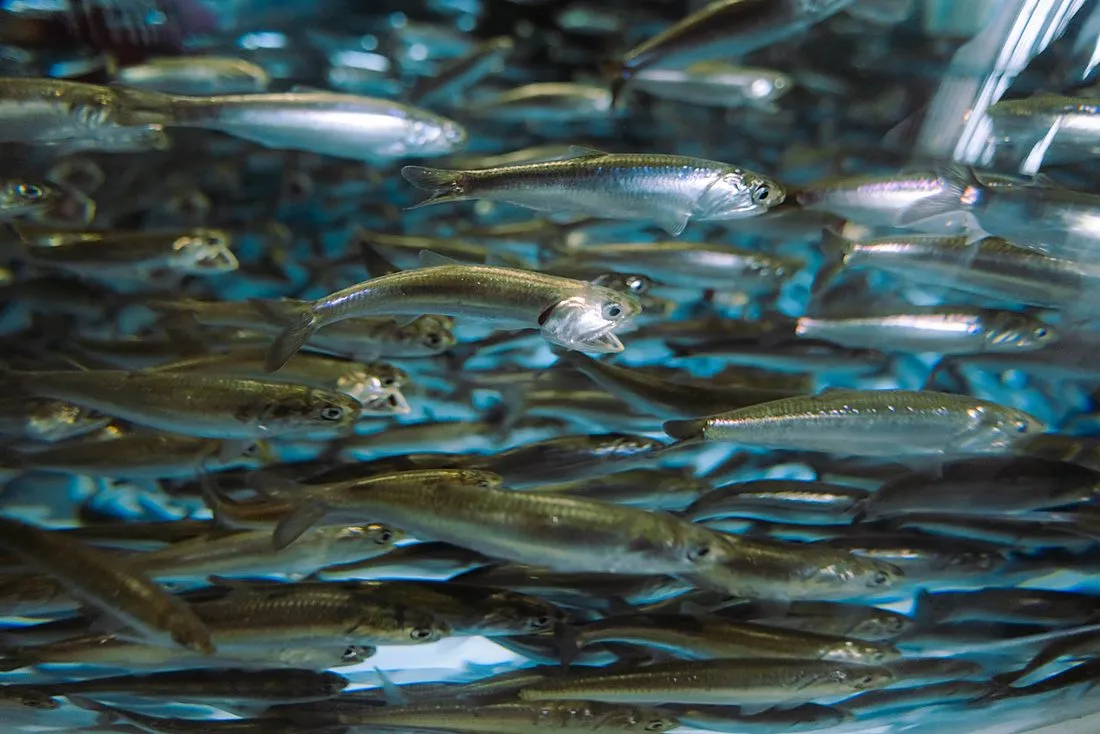 a school of silverside fish