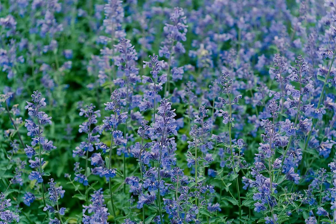 a catnip plant