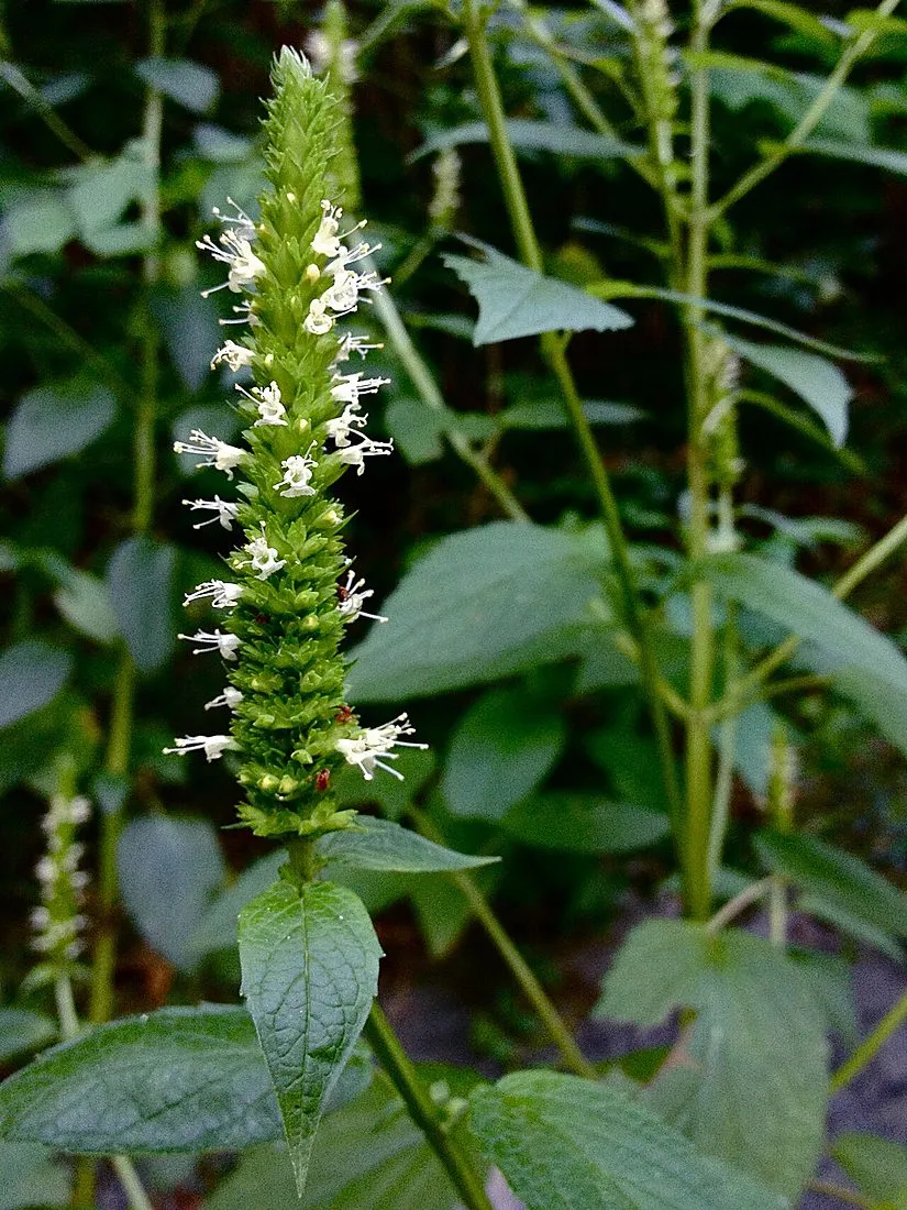 catnip plants growing in a garden