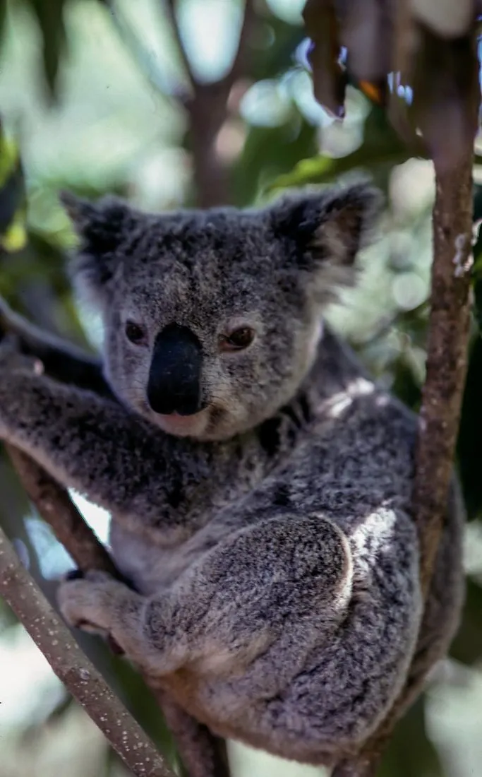 a koala