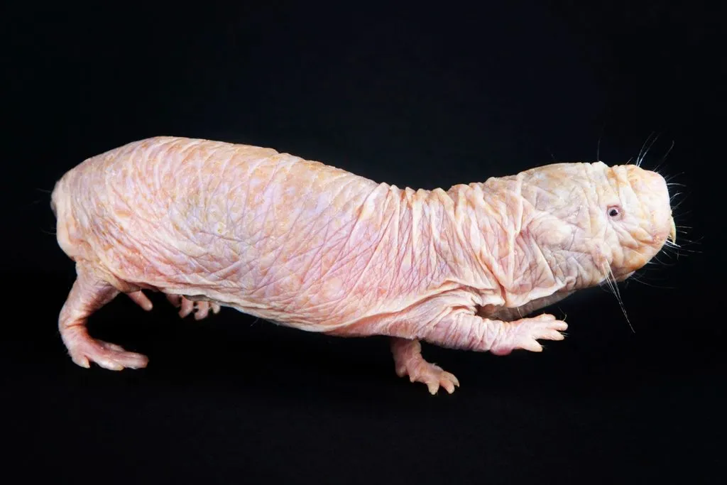 a naked mole rat