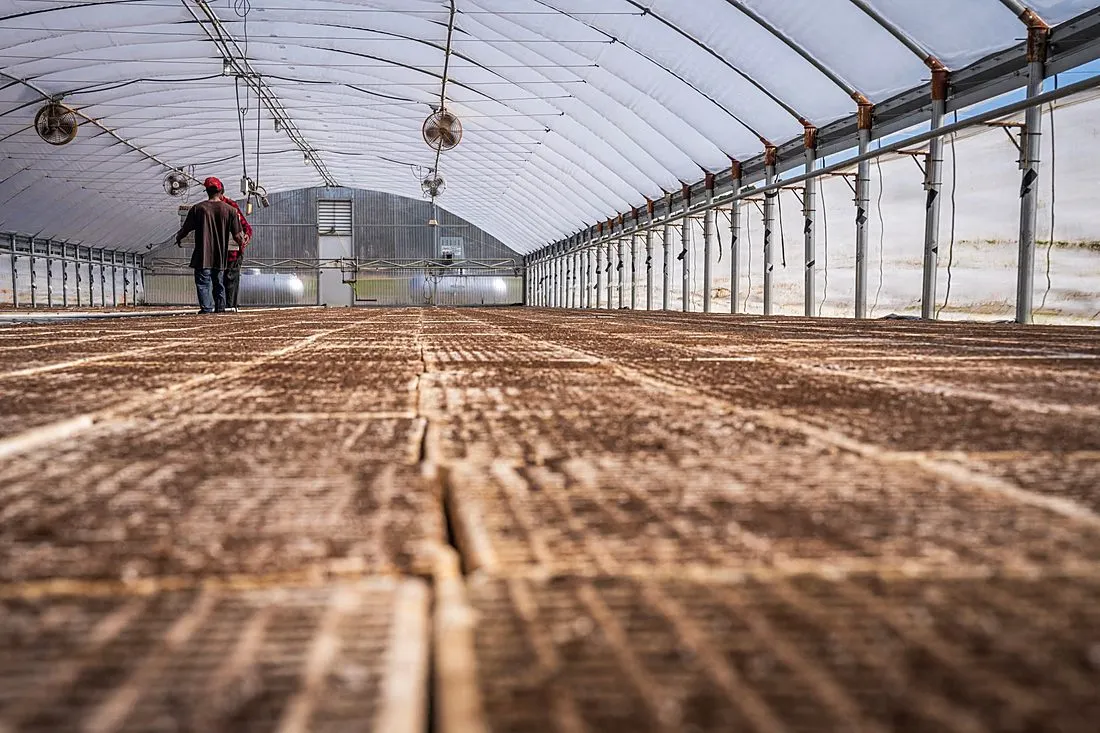 a farmer inspecting mushrooms growing in a converted barn