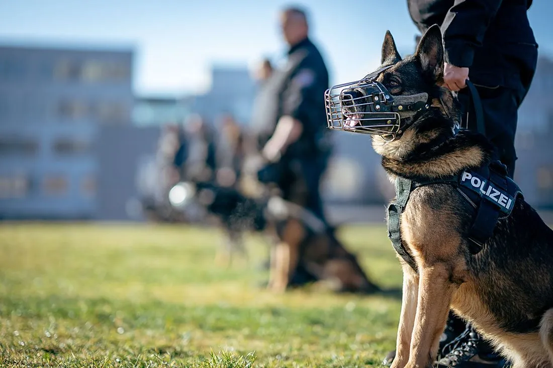 a police sniffer dog