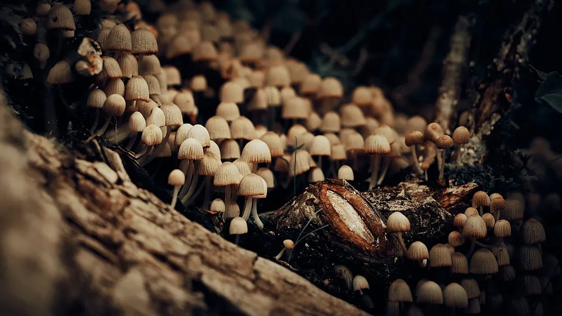 psilocybin mushrooms growing in the wild
