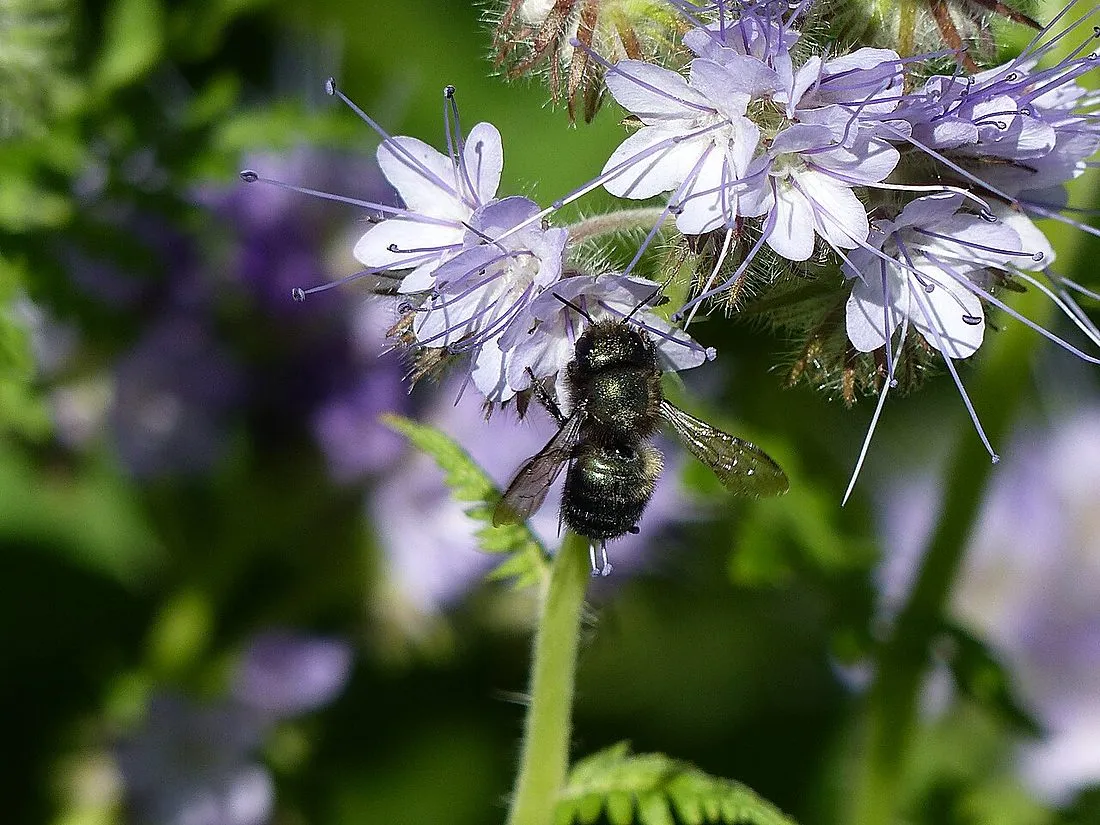a blue orchard bee on a flower