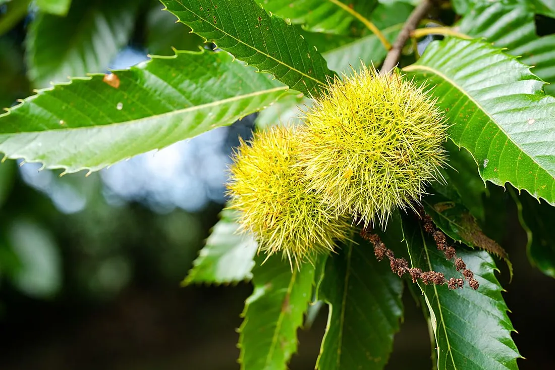 an American chestnut tree