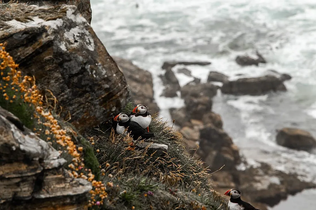 a puffin on a sea cliff