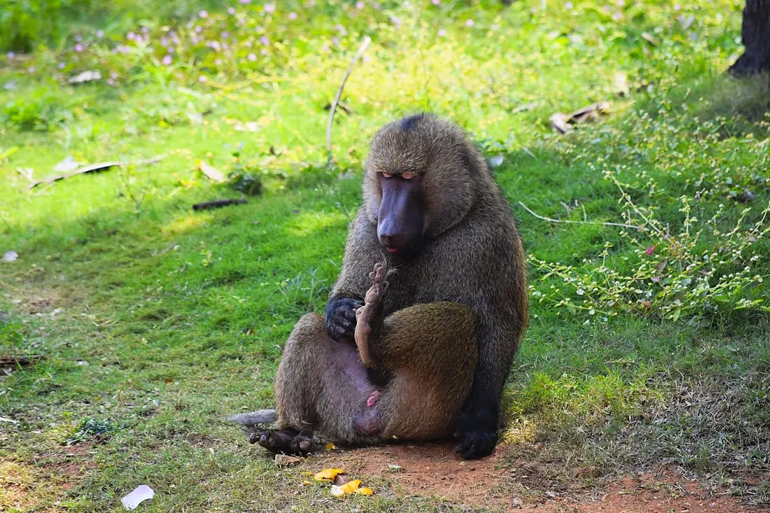 a baboon