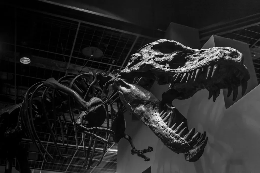 a Tyrannosaurus rex skeleton in a museum
