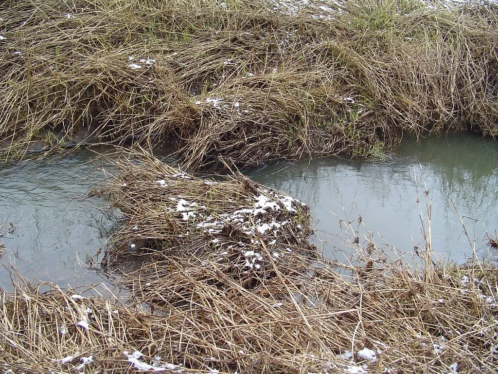 beaver building a dam in a wetland