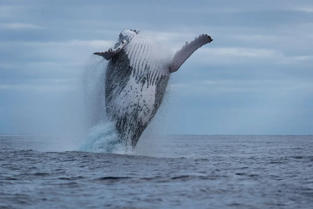 a humpback whale breaching