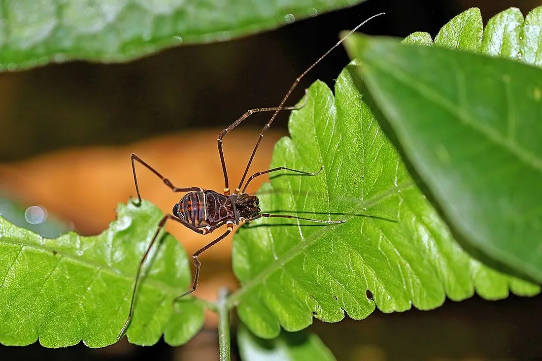 a harvestman arachnid