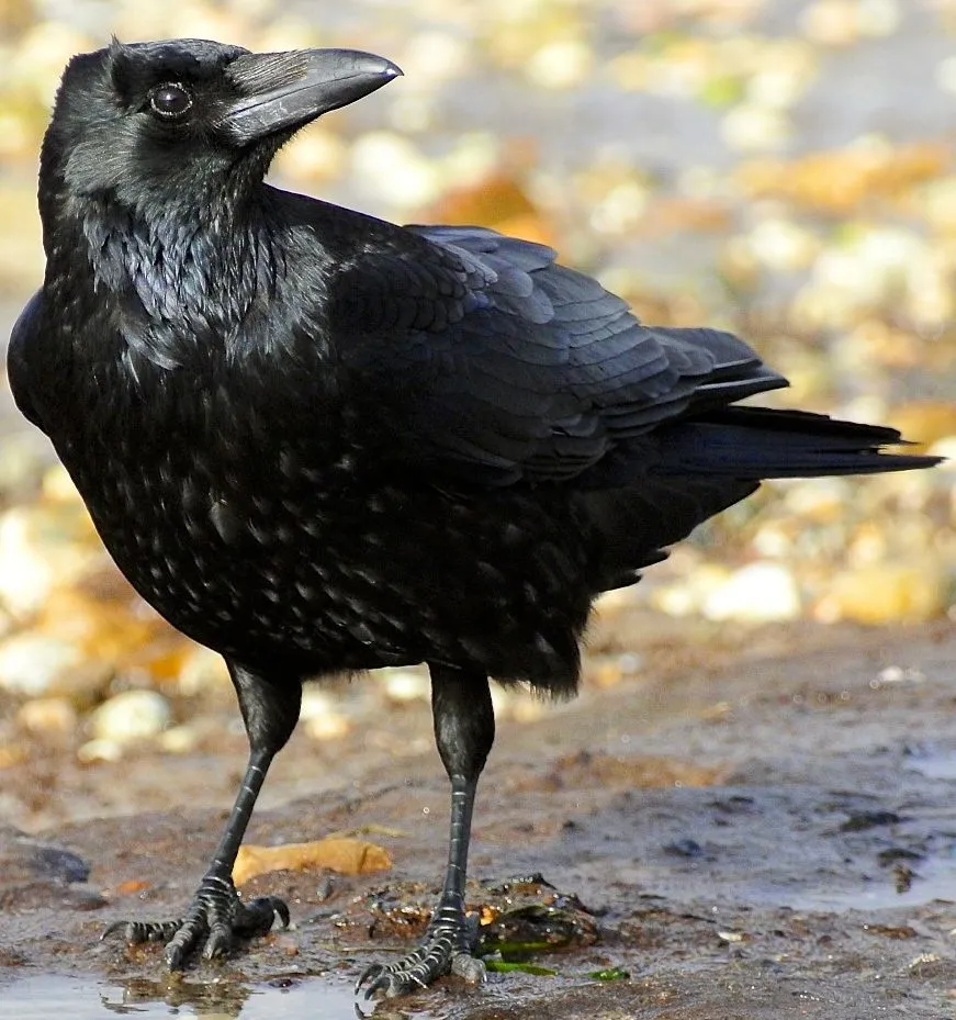 crow