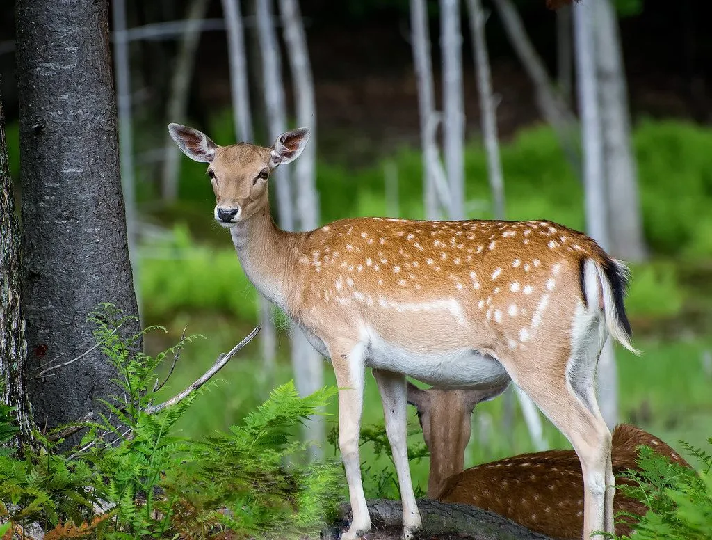baby deer fawn in meadow grass
