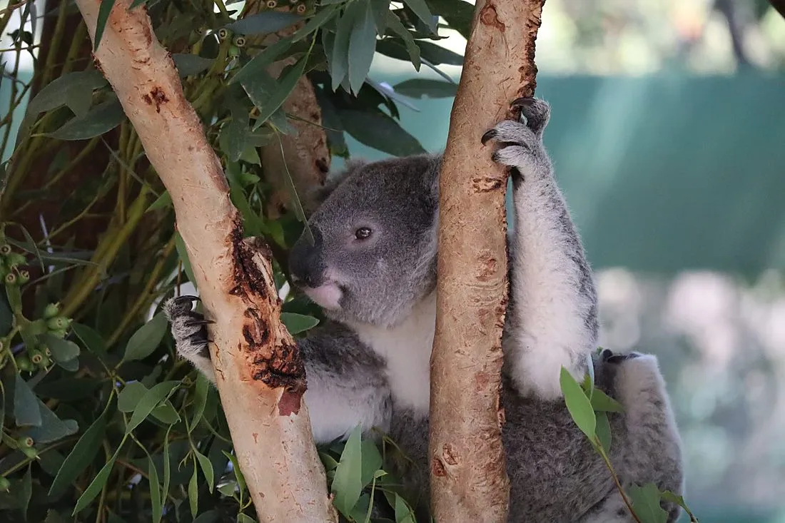 a koala in a eucalyptus tree