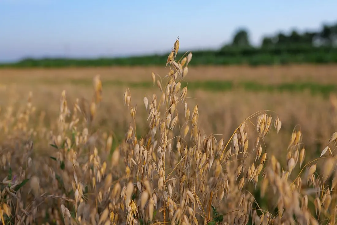 a field of oats