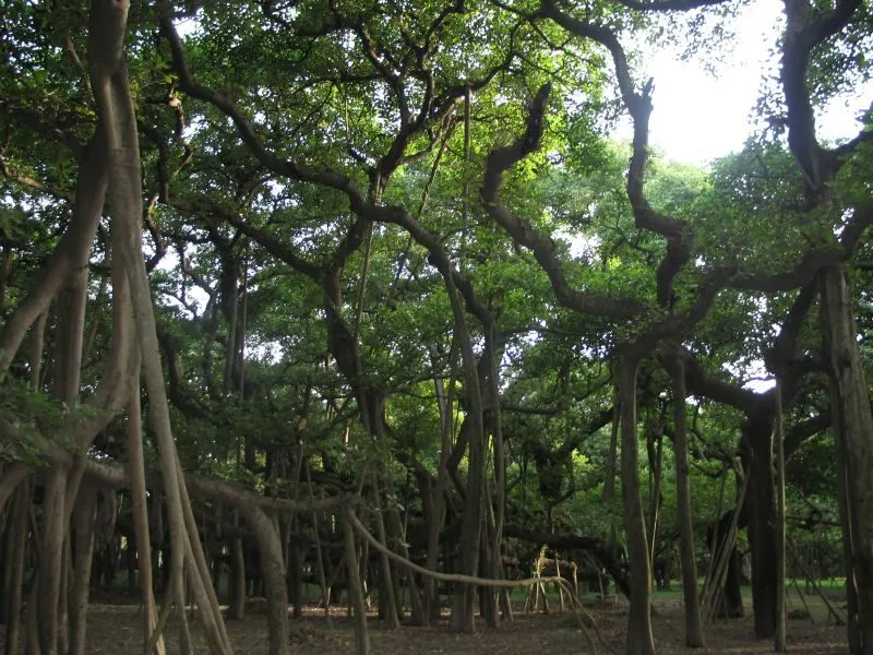 the Great Banyan Tree in Kolkata's botanic garden