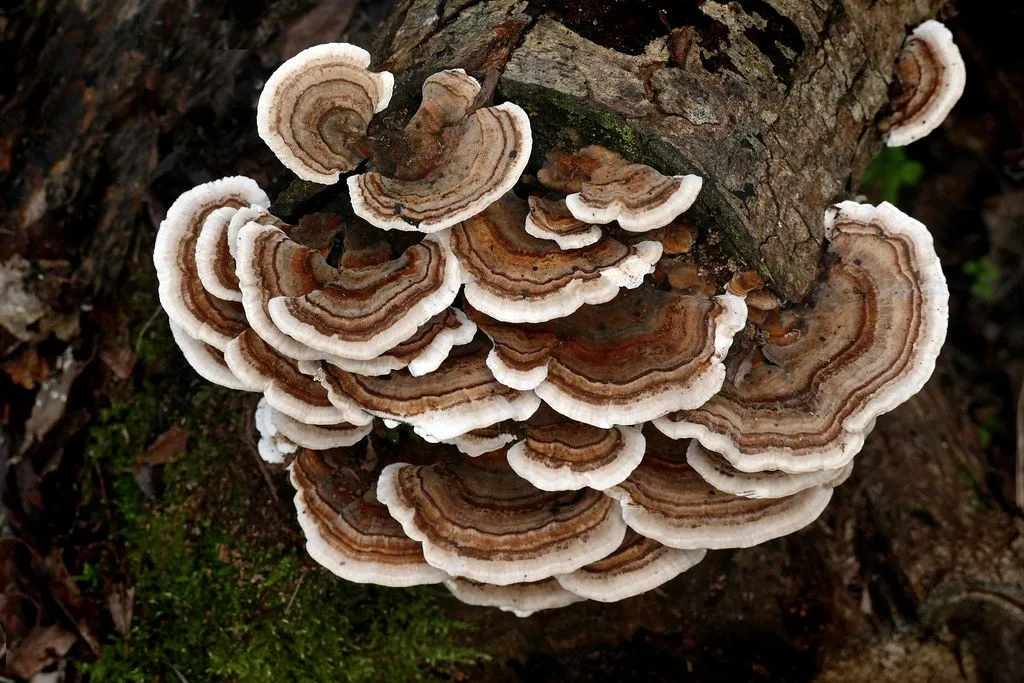 turkey tail mushrooms on log