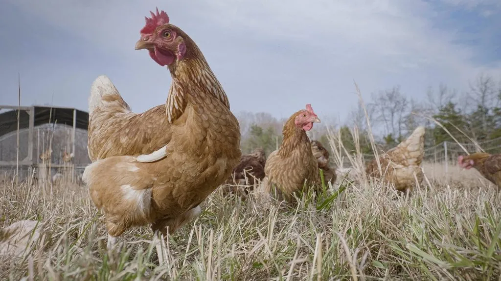 free-range hens in an open barn