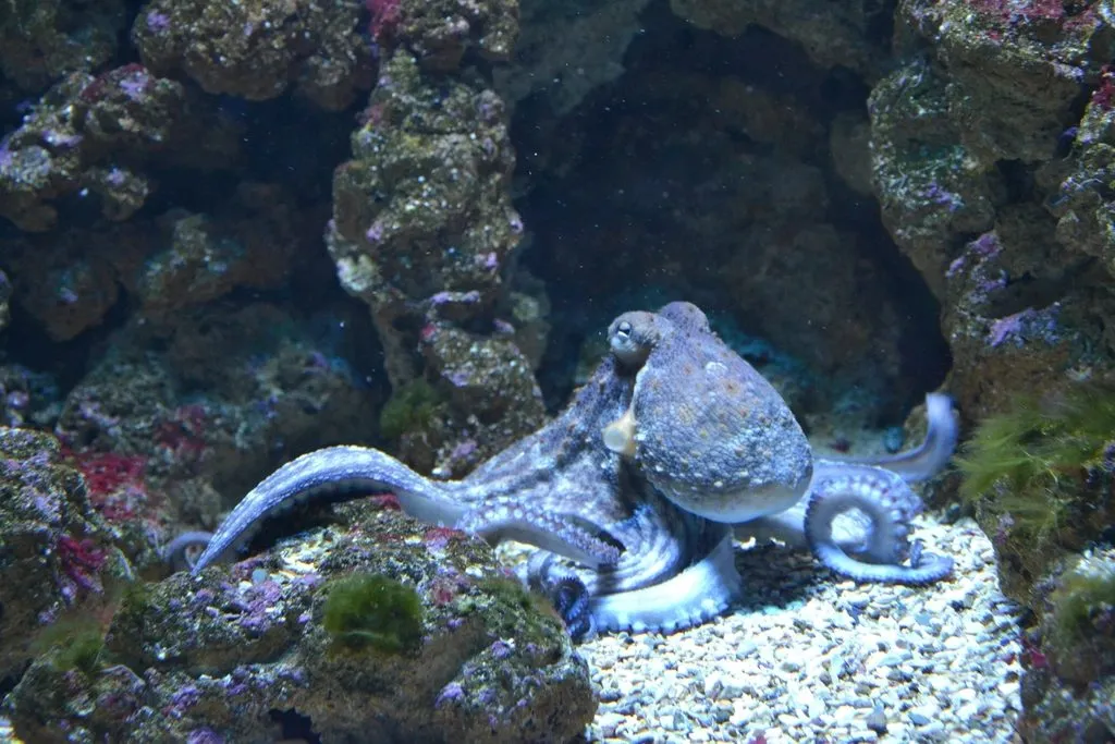 octopus in the ocean