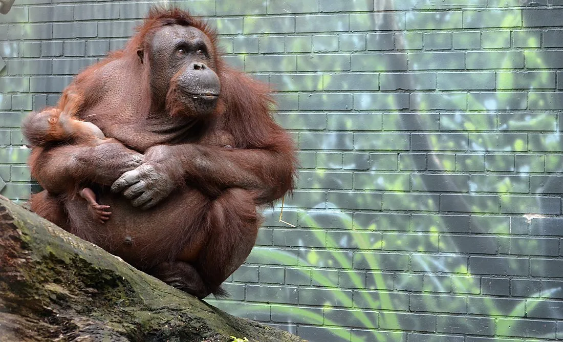Bornean orangutan mother and baby