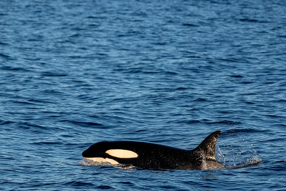 a pod of orcas swimming near the surface