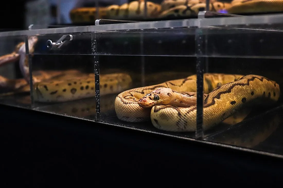 ball python snake