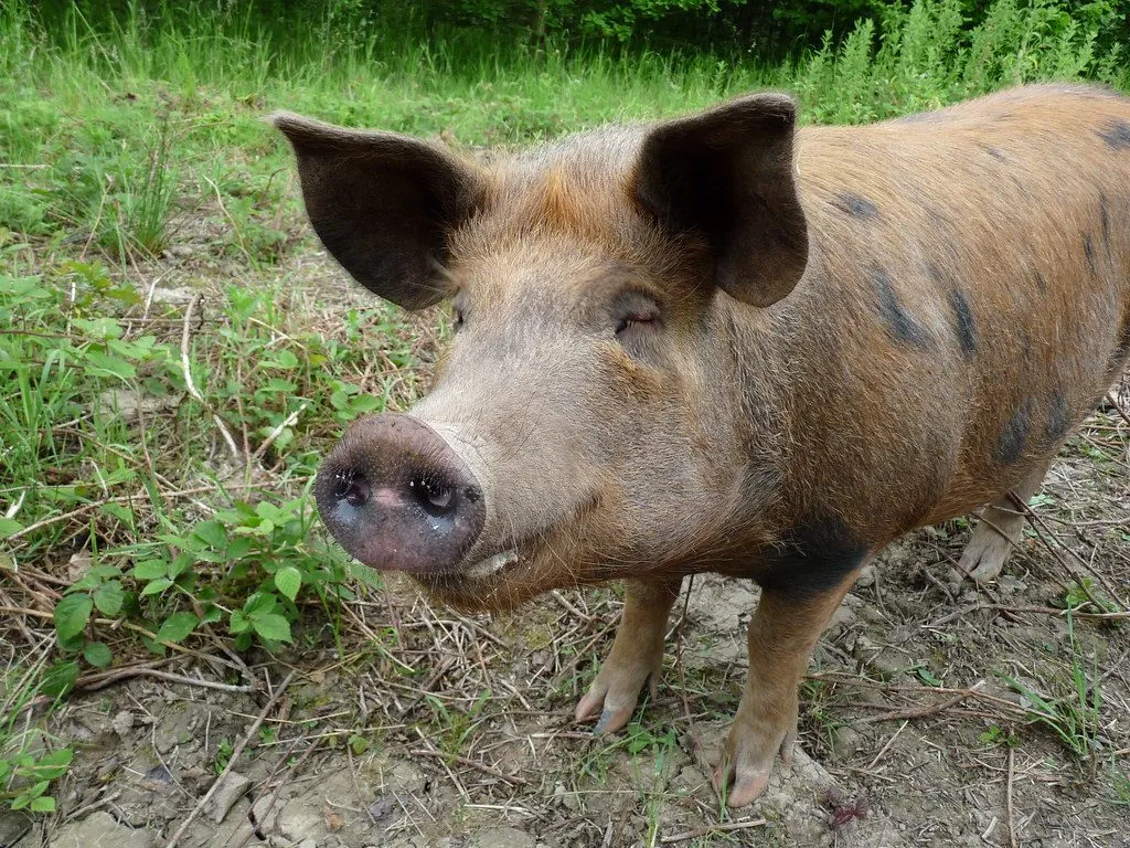 pigs on a farm