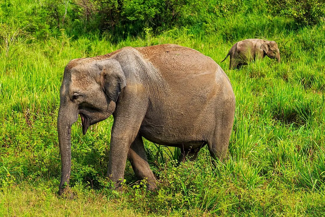 an elephant walking freely across an open sanctuary