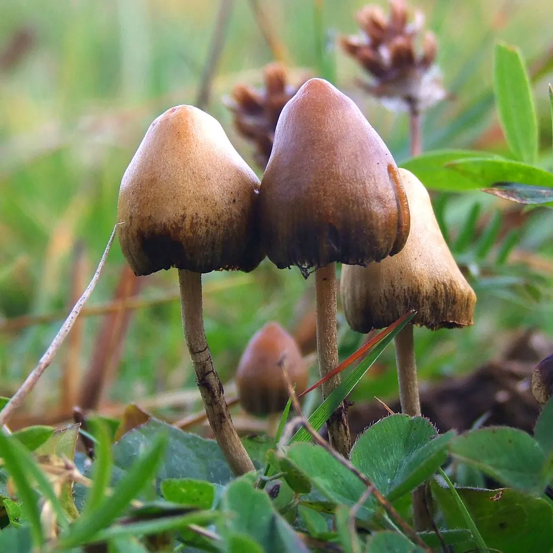 psilocybin mushrooms