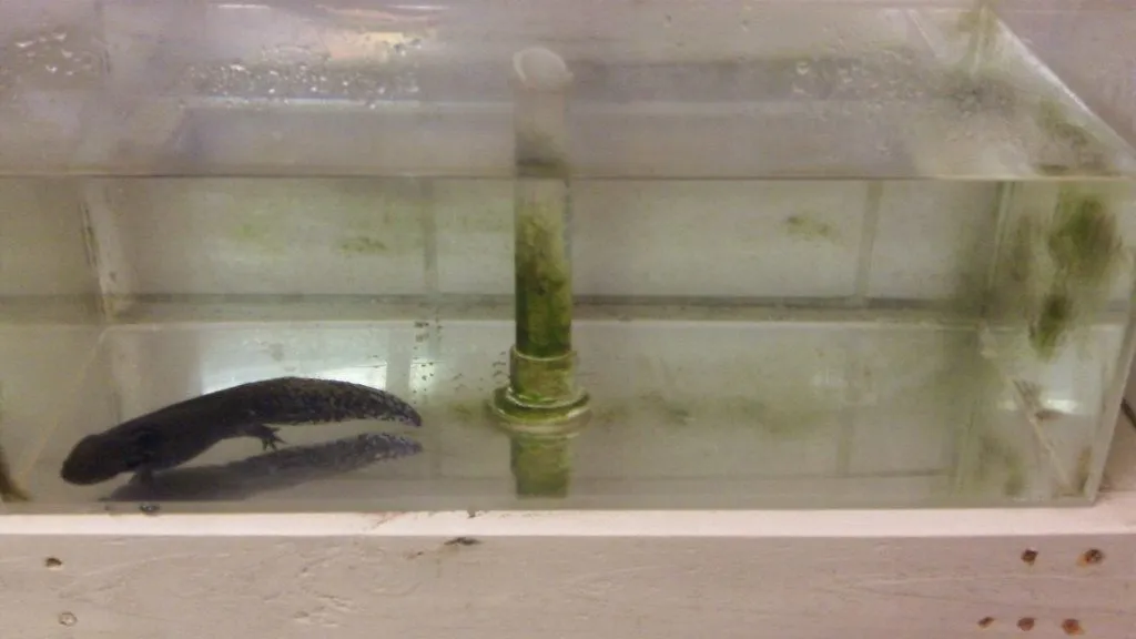 axolotl salamander