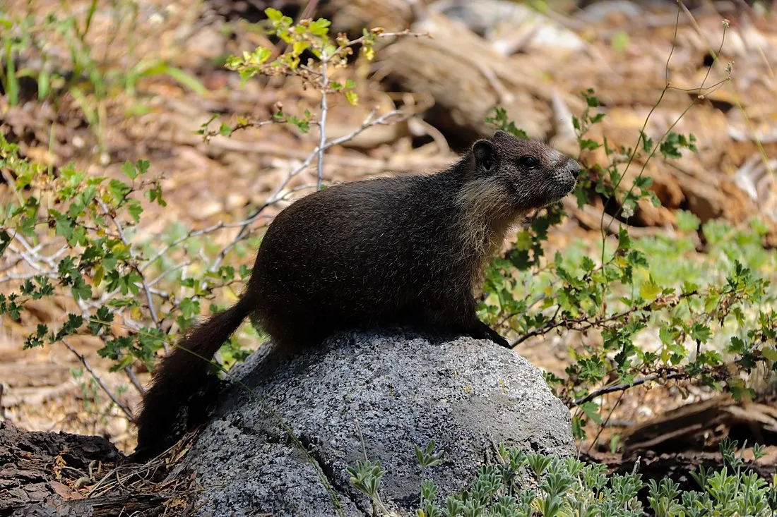 a yellow-bellied marmot