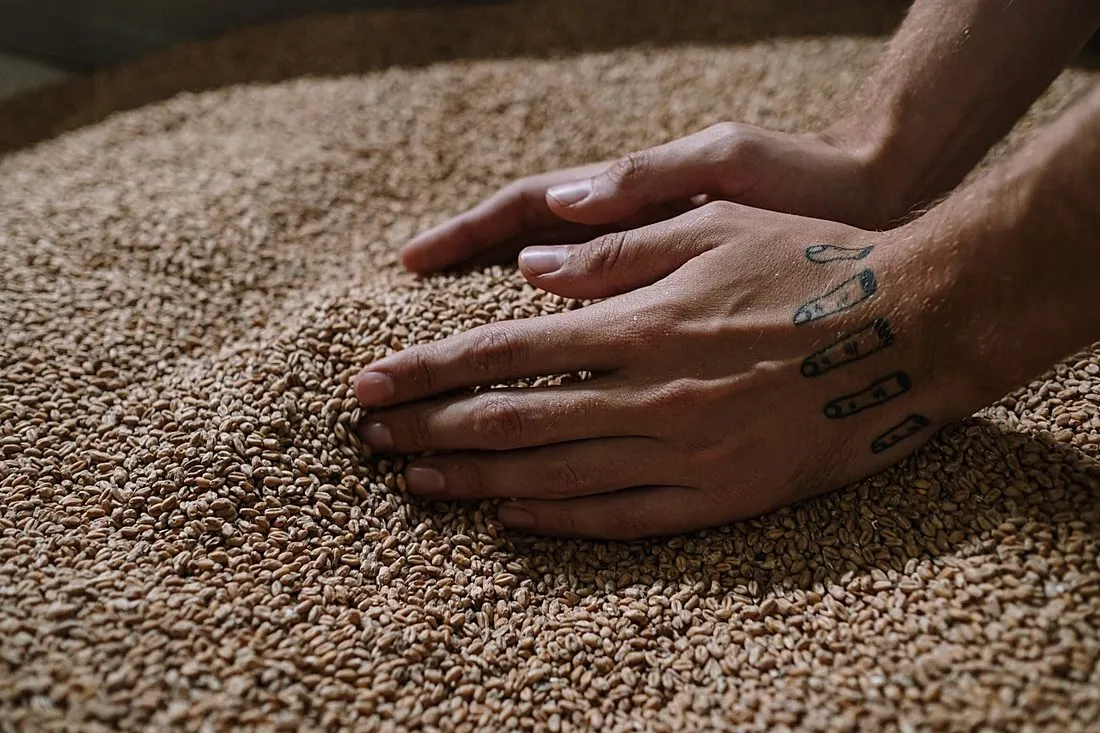 spent grain at a beer brewery