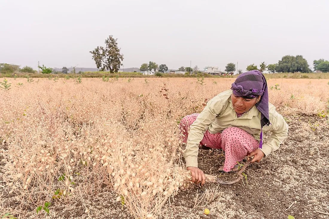 a farmer harvesting crops on a South American farm