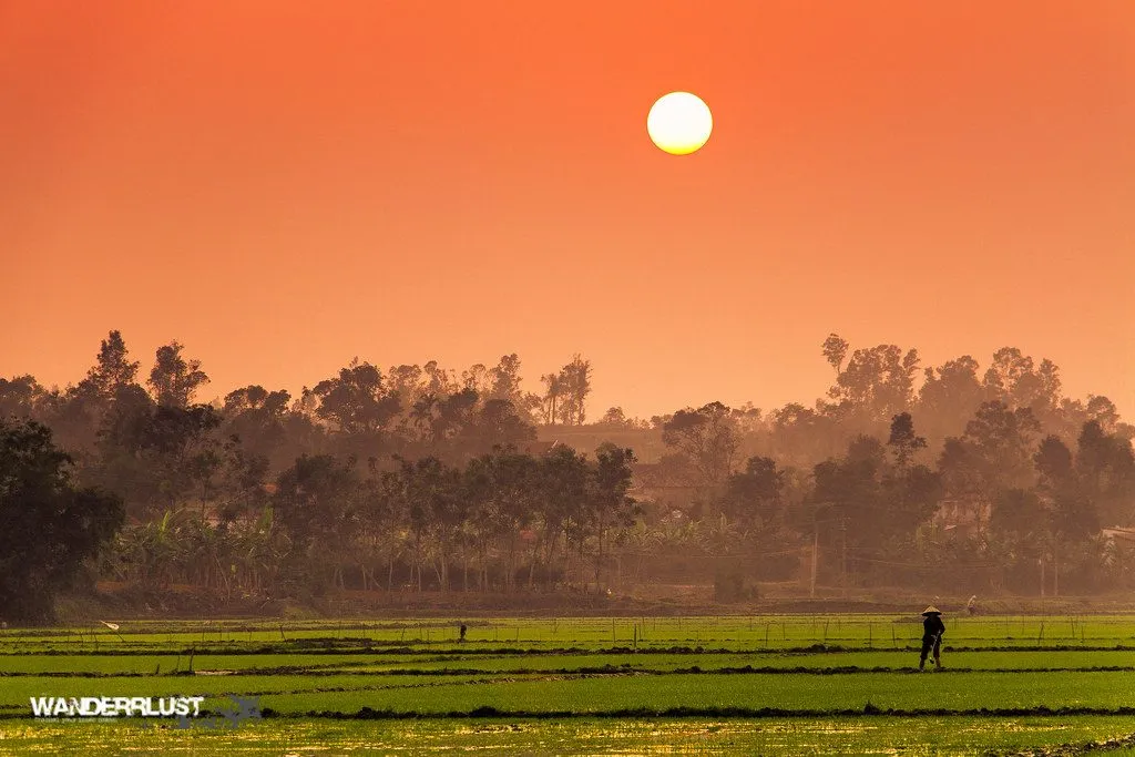 a rice field in Laos at sunset