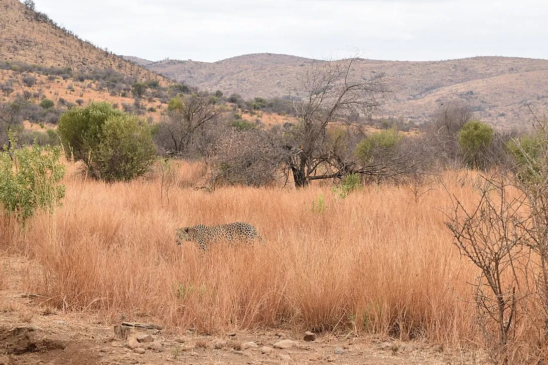 a leopard