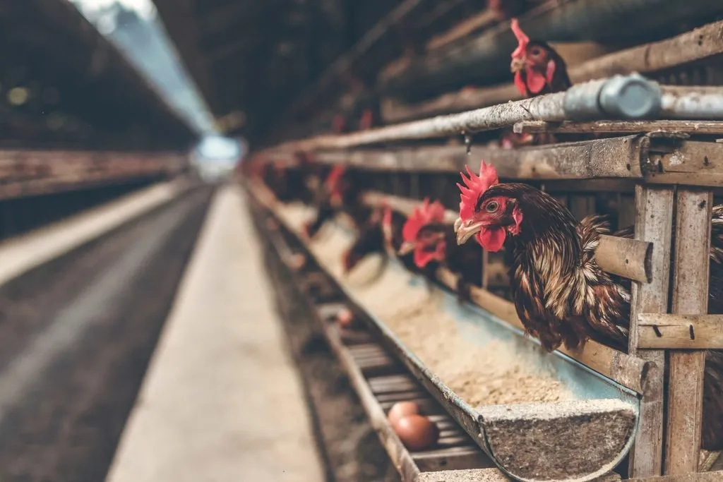 a hen in a barn