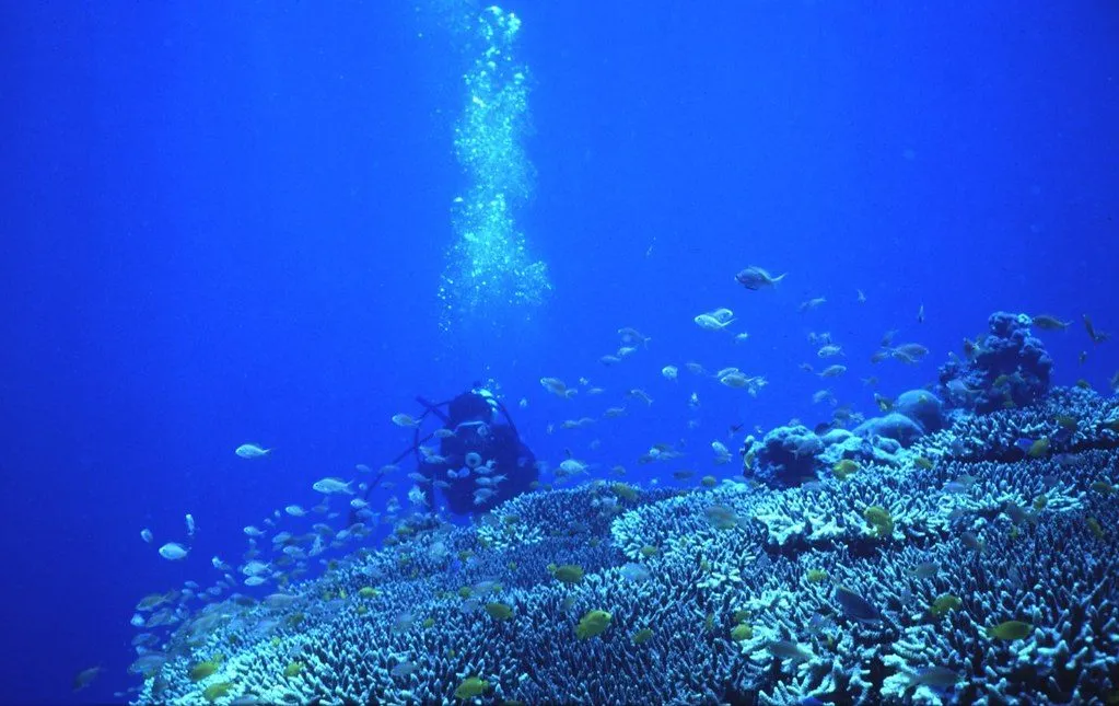 coral reef Philippines