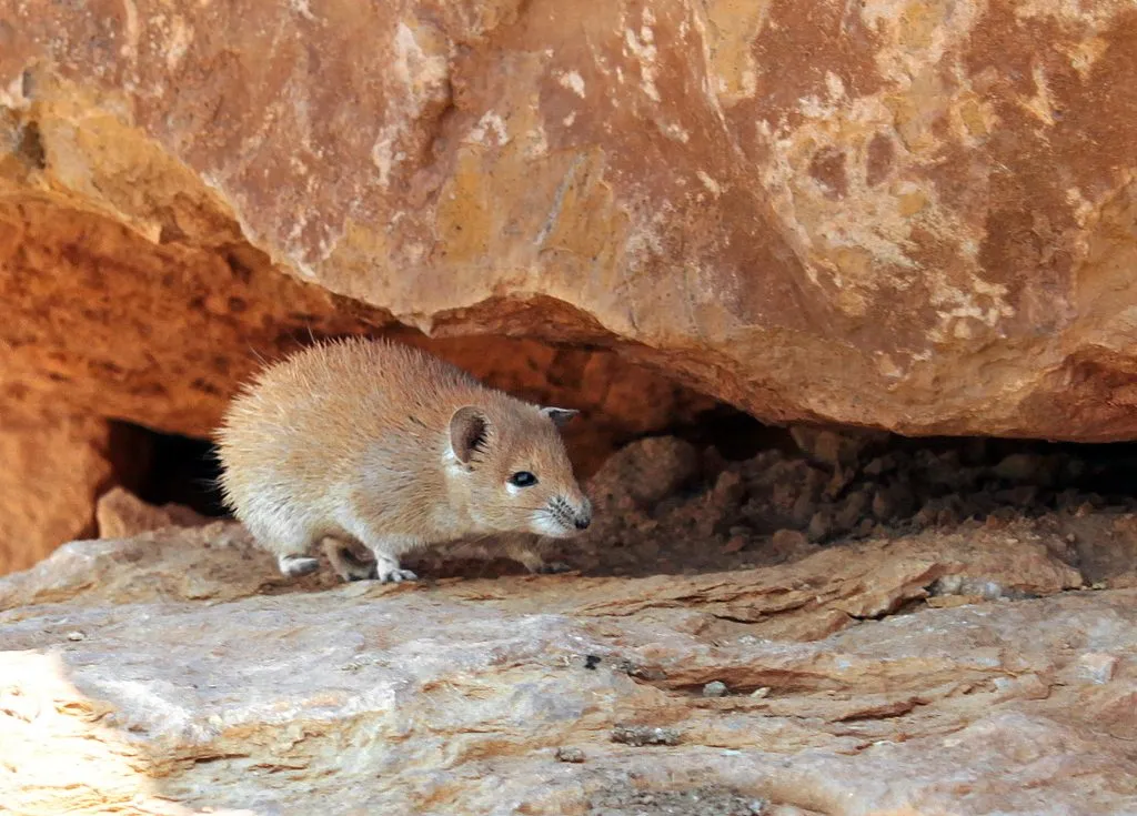 a golden spiny mouse
