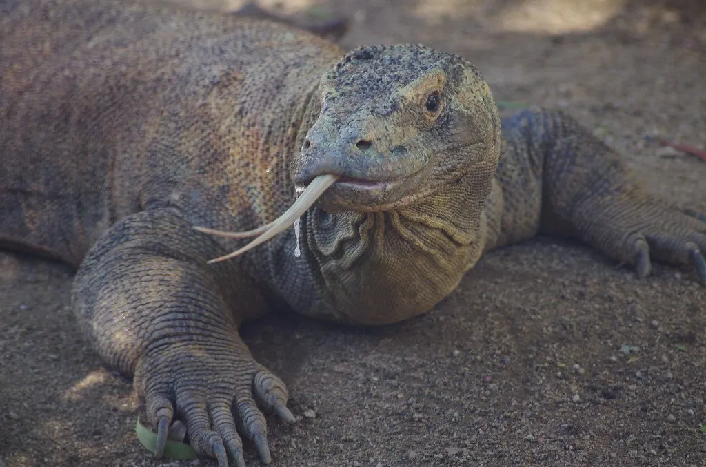 Komodo dragon