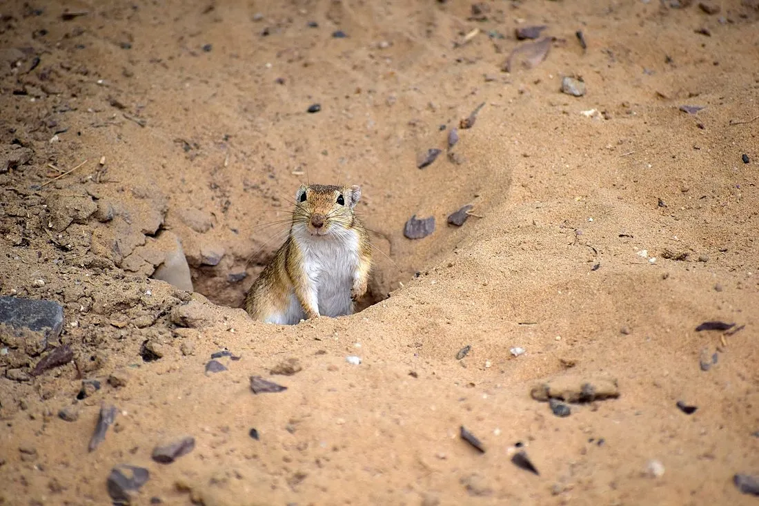 a numbat