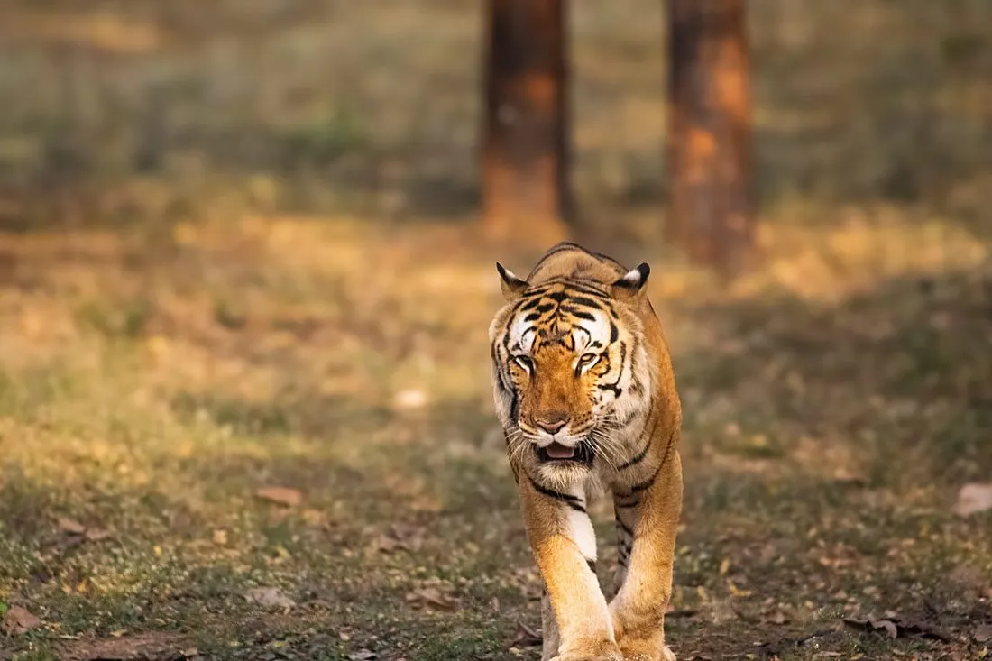 a Bengal tigress with her cubs