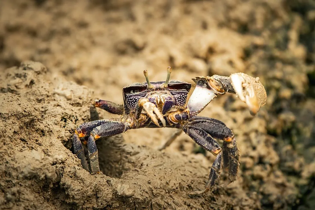 a mangrove land crab on a beach