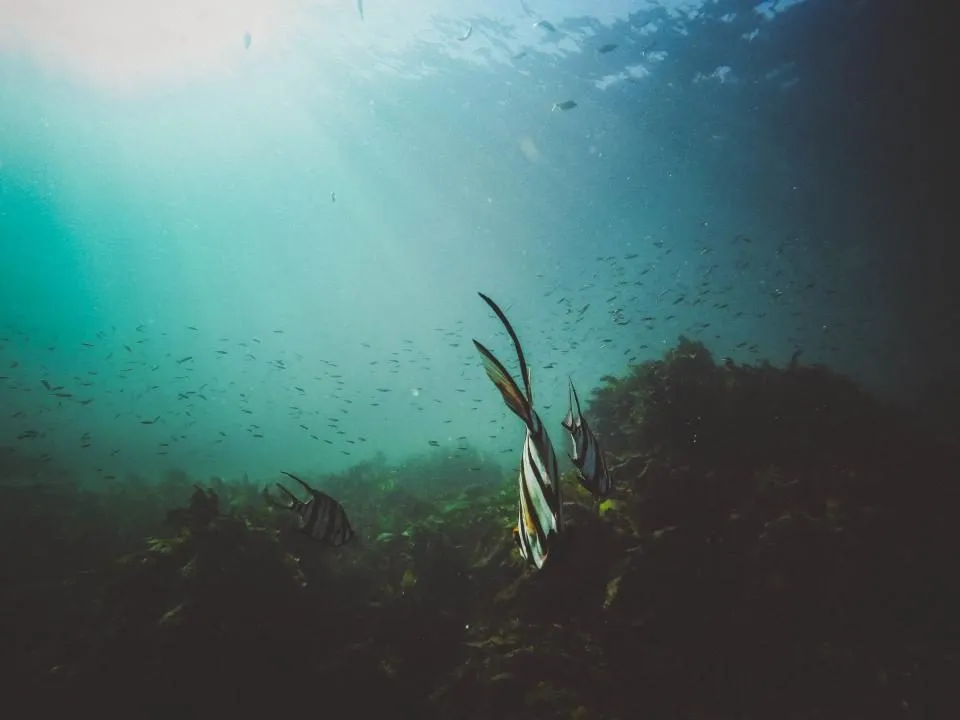 Twenty million fish just swam up Maine's rivers, the most in decades