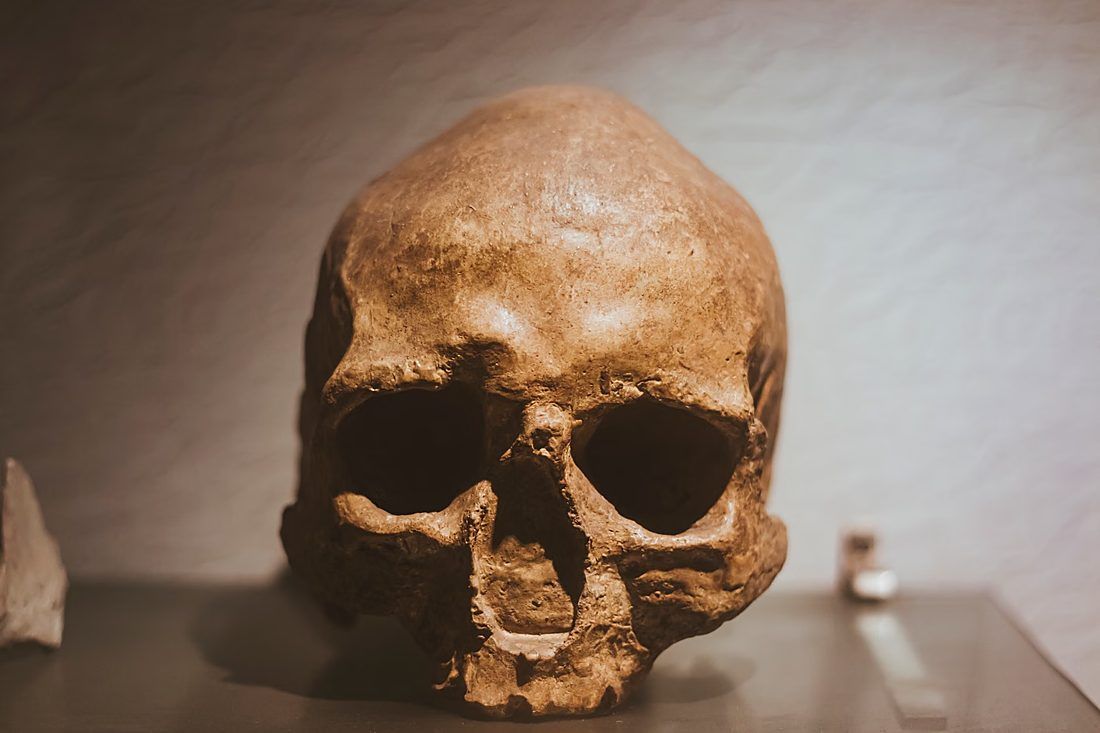 a Neanderthal skull cast displayed in a natural history museum