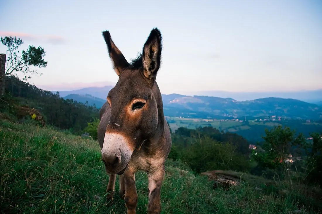 a donkey grazing in a dry Spanish landscape