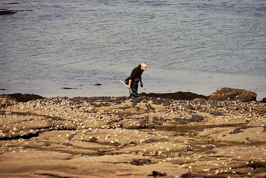 a marine biologist examining tide pool creatures